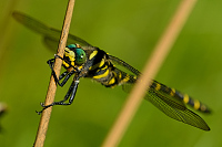 c7651. Pskovec kroukovan (Cordulegaster boltonii)