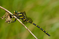c7734. Pskovec kroukovan (Cordulegaster boltonii)