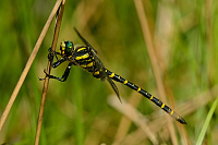 c7767. Pskovec kroukovan (Cordulegaster boltonii)
