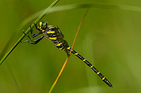 c7784. Pskovec kroukovan (Cordulegaster boltonii)