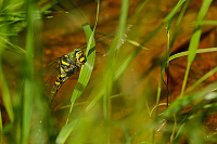 c7839. Pskovec kroukovan (Cordulegaster boltonii)