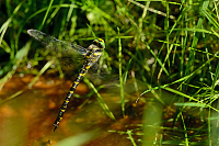 c7901. Pskovec kroukovan (Cordulegaster boltonii)