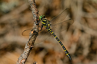 c8044. Pskovec kroukovan (Cordulegaster boltonii)