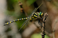 c8059. Pskovec kroukovan (Cordulegaster boltonii)