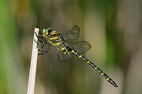 c8715. Pskovec kroukovan (Cordulegaster boltonii)