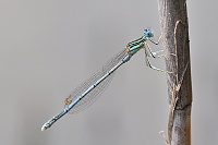 	4407.	 idlko brvonoh (Platycnemis pennipes)