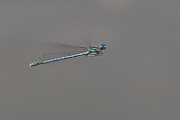 	4408.	 idlko brvonoh (Platycnemis pennipes)