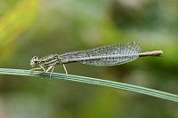 	6187.	 idlko brvonoh (Platycnemis pennipes)