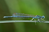 idlko brvonoh (Platycnemis pennipes)