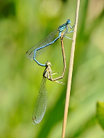 	6371.	 idlko brvonoh (Platycnemis pennipes)