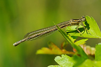 	9592.	 idlko brvonoh (Platycnemis pennipes)
