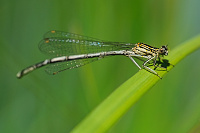 	9985.	 idlko brvonoh (Platycnemis pennipes)