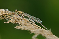 	A0256	 Šidélko brvonohé (Platycnemis pennipes)
