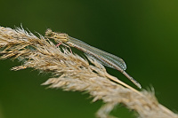 	A0256	 idlko brvonoh (Platycnemis pennipes)