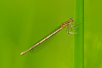 	A0620	 idlko brvonoh (Platycnemis pennipes)