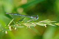 	A1704	 idlko brvonoh (Platycnemis pennipes)