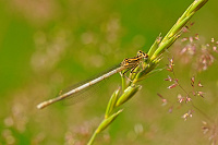 	A2449	 Šidélko brvonohé (Platycnemis pennipes)