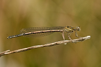 b1002 idlko brvonoh (Platycnemis pennipes)
