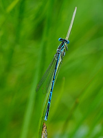 b2071 idlko brvonoh (Platycnemis pennipes)