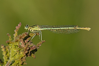 b3142 idlko brvonoh (Platycnemis pennipes)