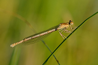 b3168 idlko brvonoh (Platycnemis pennipes)