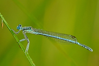 b8981 idlko brvonoh (Platycnemis pennipes)