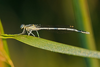 b9077 idlko brvonoh (Platycnemis pennipes)