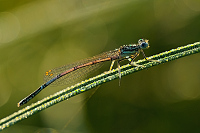 b9296 idlko brvonoh (Platycnemis pennipes)