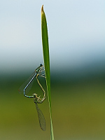 d0291. idlko brvonoh (Platycnemis pennipes)