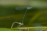 f1769. idlko brvonoh (Platycnemis pennipes)