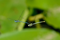 f1834. idlko brvonoh (Platycnemis pennipes)