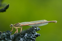 f2376. idlko brvonoh (Platycnemis pennipes)