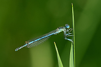 g0256. idlko brvonoh (Platycnemis pennipes)