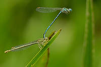 g1110. idlko brvonoh (Platycnemis pennipes)