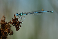 g2770. idlko brvonoh (Platycnemis pennipes)