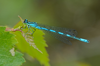 b3753 �id�lko kopovit� (Coenagrion hastulatum)