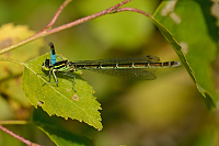 b3827 �id�lko kopovit� (Coenagrion hastulatum)