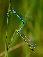 b4029 �id�lko kopovit� (Coenagrion hastulatum)