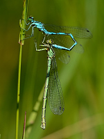b4041 �id�lko kopovit� (Coenagrion hastulatum)