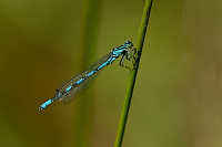 b4051 �id�lko kopovit� (Coenagrion hastulatum)