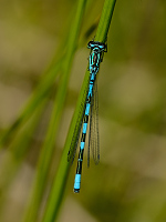b4072 �id�lko kopovit� (Coenagrion hastulatum)