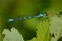 b4105 �id�lko kopovit� (Coenagrion hastulatum)