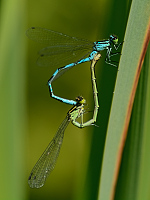 b4149 �id�lko kopovit� (Coenagrion hastulatum)