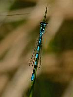 b4156 �id�lko kopovit� (Coenagrion hastulatum)