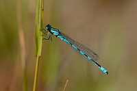 idlko kopovit (Coenagrion hastulatum)