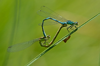 c0887. �id�lko kopovit� (Coenagrion hastulatum)