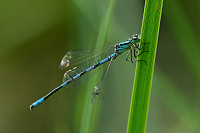 c0907. �id�lko kopovit� (Coenagrion hastulatum)