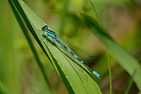 c1407. �id�lko kopovit� (Coenagrion hastulatum)
