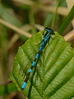 c1477. �id�lko kopovit� (Coenagrion hastulatum)