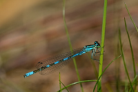 c1482. �id�lko kopovit� (Coenagrion hastulatum)